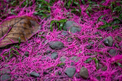Psilocybin Journey