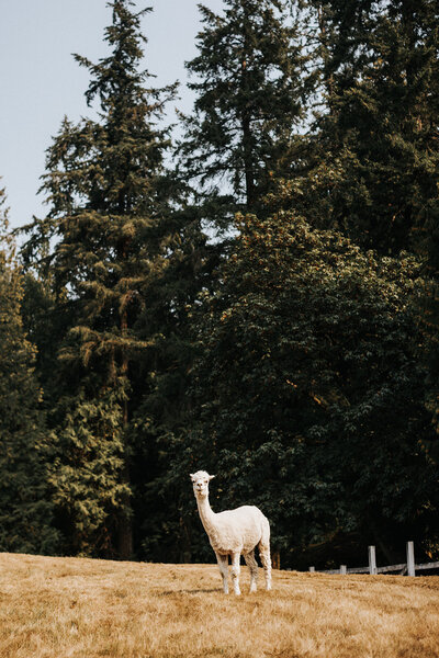Joy, the Alpaca in Chateau Lill
