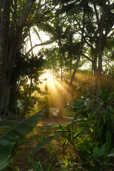 Sunlight shining through trees in forest
