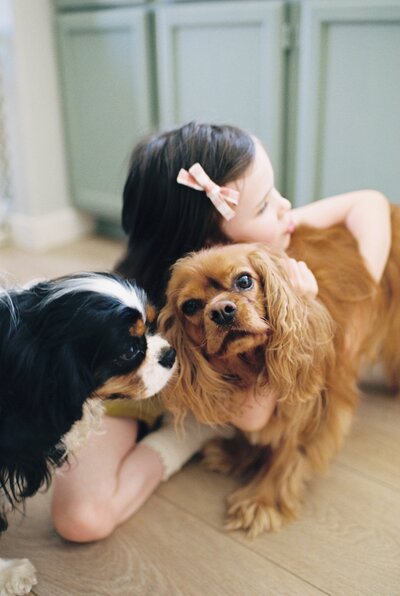 king charles cavalier puppies