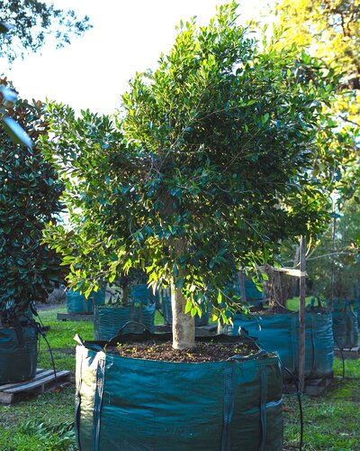 HILLS WEEPING FIG Ficus microcarpa hillii