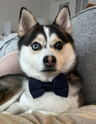 A stylish husky dog in a bow tie lounging comfortably on a couch.