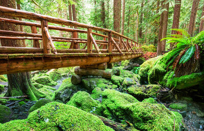 bridge through the redwood forest with moss and ferns
