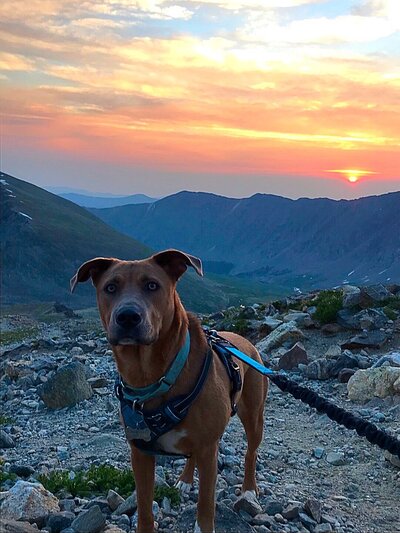 Therapy dog in mountains with sunset