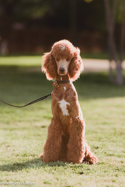 Teddy the Poodle sitting with leash