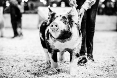spot hog driving at you