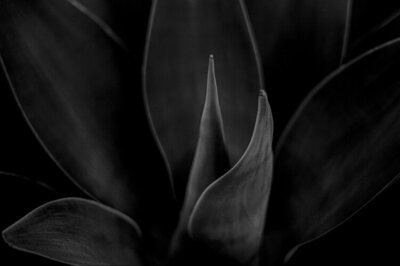 Fine Art Photographic Metal Print Black and White closeup of flower leaves titled Surge on display hanging on wall above bathtub