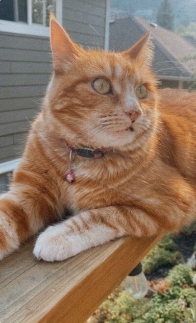 Moneypenny the ginger cat, lounging on a wooden railing with a regal and contemplative look.