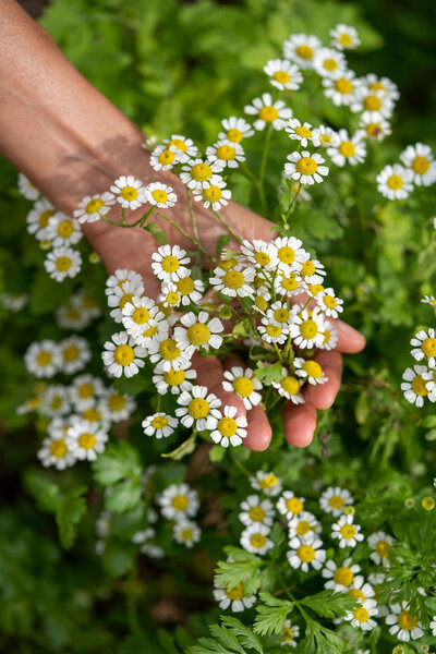 hand with wite flowers