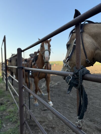 horses standing along the fence at sunset on a Kansas family farm

