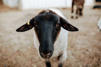 sheep in care at Waseca Farm Sanctuary