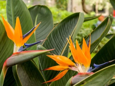 Orange Bird of paradise flower