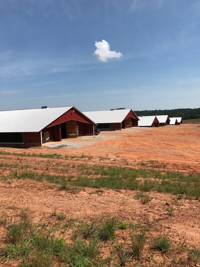 Row of 6 red poultry houses