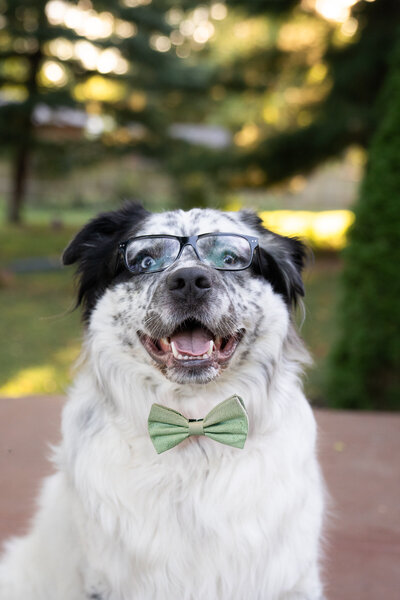 a professional headshot photograph of a dog with glasses and a bow tie 