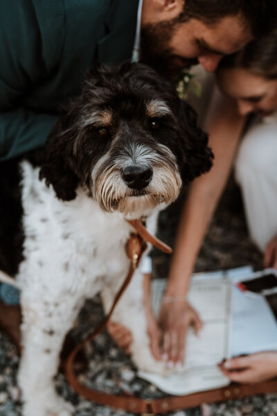 Dog with curly fur at Breckenridge wedding, as couple signs marriage license in the background.