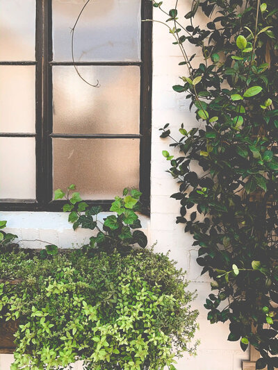 image of a white brick exterior with black window frames with ivy and plants growing around it