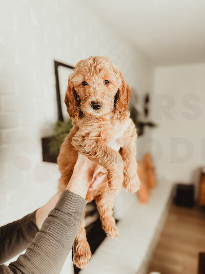 Red Apricot Moyen Poodle-7