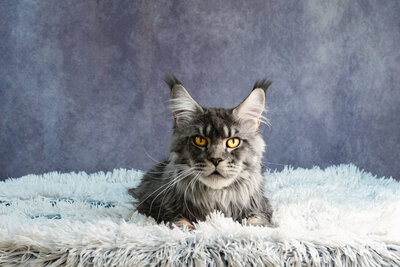 Champion_maine_coon_leo_4