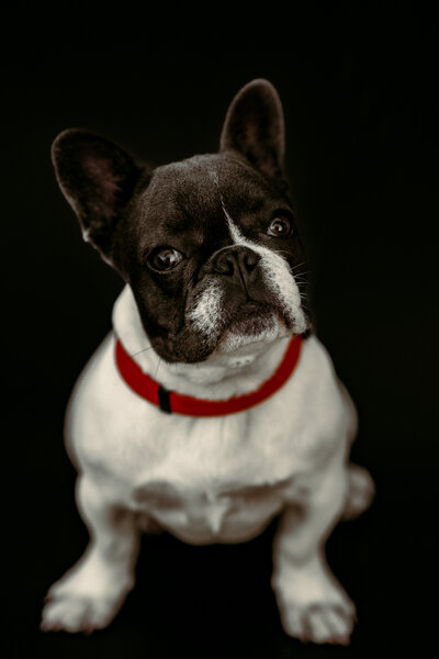 Indulge in the irresistible charm of puppy Frenchie portraits. Every click captures the essence of boundless cuteness. Explore the world of heart-melting images with Shannon Kathleen Photography.