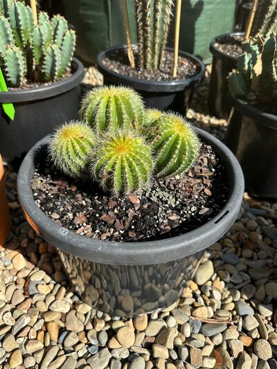 BALLOON CACTUS - FORMERLY NOTOCACTUS - Parodia Magnifica