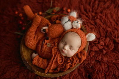 Newborn fox. Orange set up for newborn