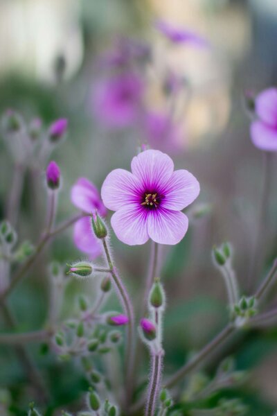 Image of purple flowers