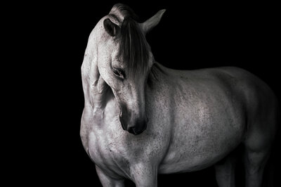 Studiofotografie met paard