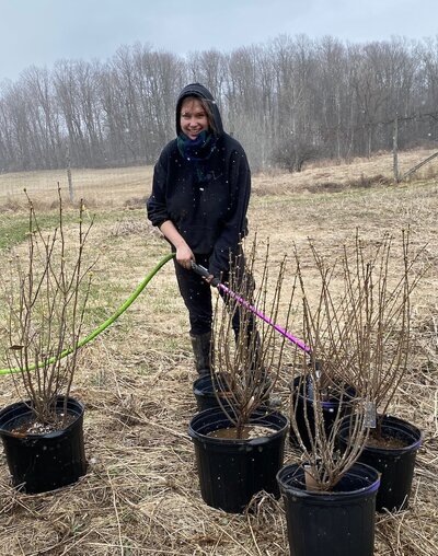 Aryn, the Rivers' daughter watering lilacs in the spring