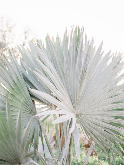Babsie-Ly-Photography-Tropical-Palm-Tree-Leaves-Film-Wedding-California-001