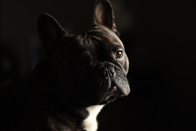 Shannon's adorable black french bulldog, Milo. 