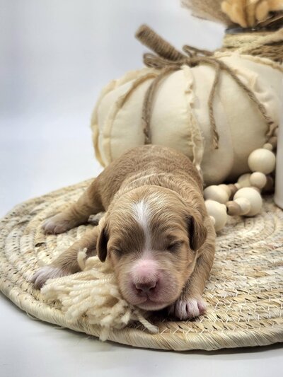 fabfad7a-044f-40c1-8a17-4a1b458854ed