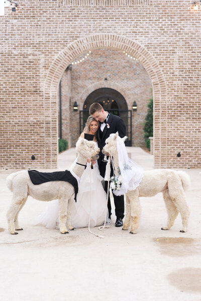 bride and groom feed alpacas on their wedding day at Iron Manor in Houston Texas by wedding photographer Swish and Click Photography