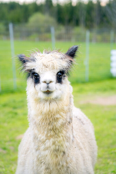 Alpaca and Llama Experience located in the Blue Mountains