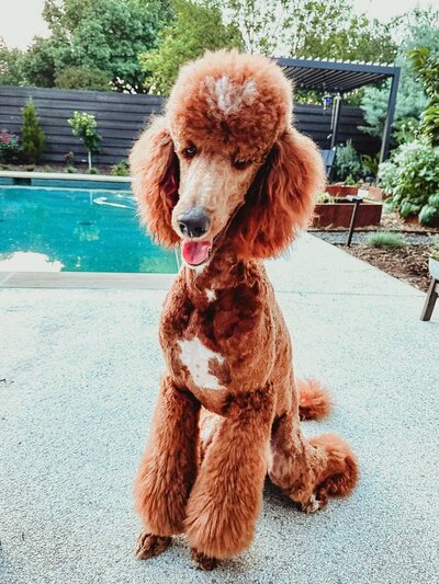 teddy by the Pool