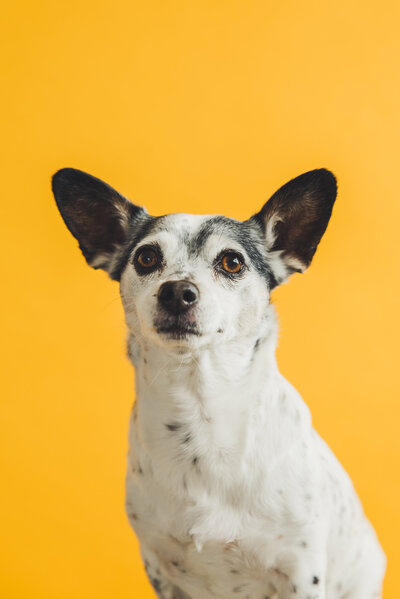 Fine art dog portrait in studio — elegant pet photography in Sausalito