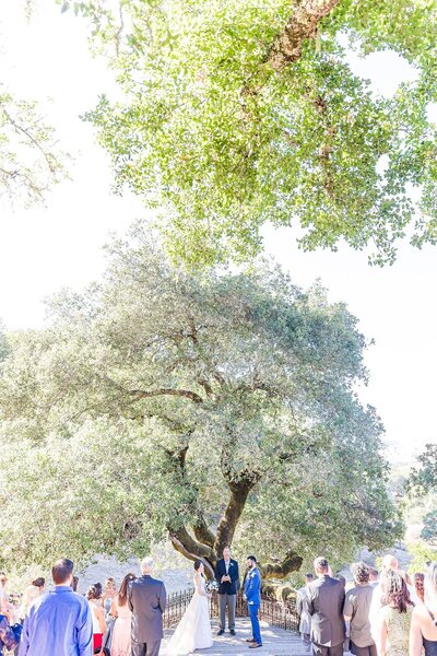 newlyweds posing under an oak tree at mountain house estates