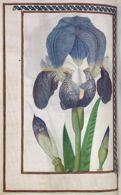 iris