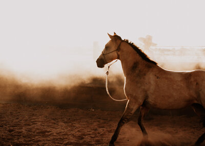 woman standing behind a horse in a cowboy hat