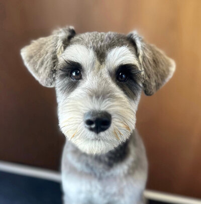 Schnauzer full groom in Auckland 