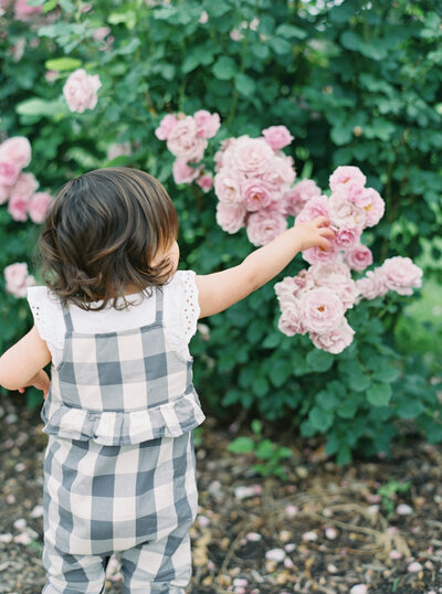 Child touching pink roses