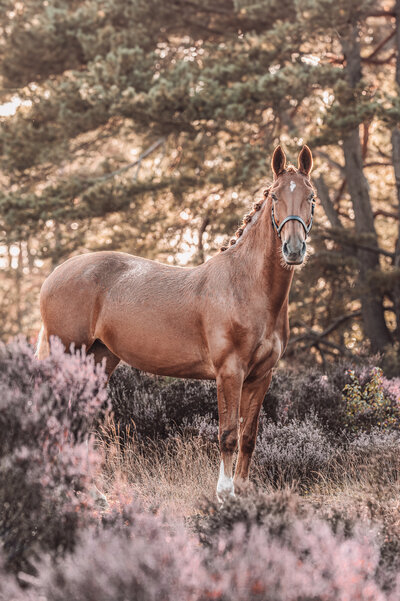 Paardenfotografie op de heide