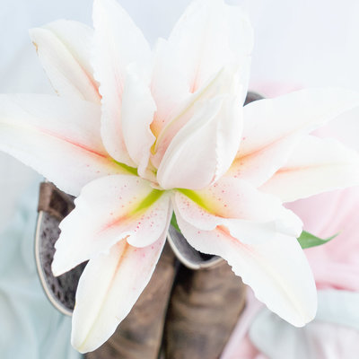 White lily with pink sitting inside brown cowboy boots