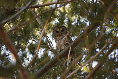 owl