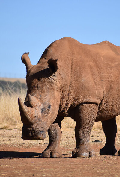 Rhinoceros looking at the camera on a safari