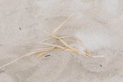 dried-grass-on-the-beach-18702