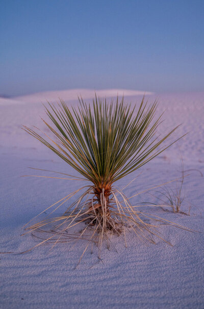 A plant with spikey leaves in the middle of the desert at sunset.