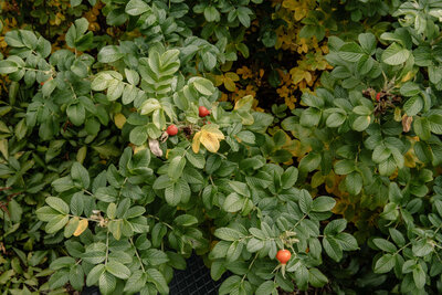 Close-up of vibrant green foliage and leaves, symbolizing natural growth, vitality, and wellness.