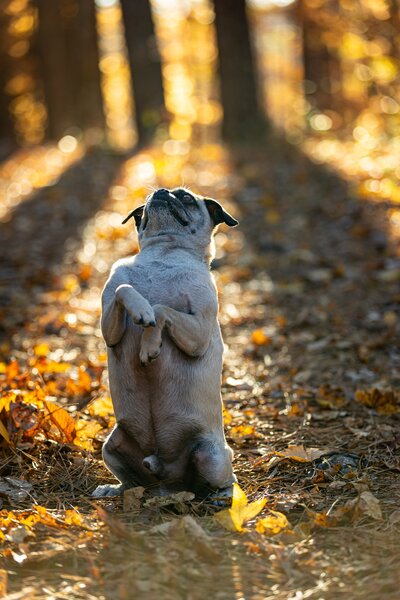 A fawn pug sitting pretty in a forest in Durham, North Carolina.