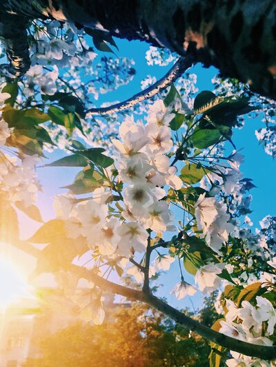 Tree blossom from below 2