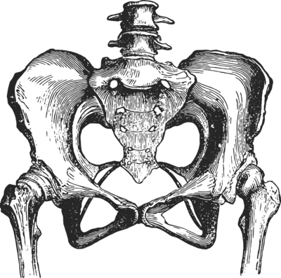 Gray intricate, vintage-style pelvis illustration